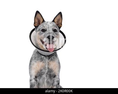 Head shot of cute Cattle dog pup, wearing medical cone around neck. Looking beside camera. Tongue out panting. Isolated on a white background. Stock Photo