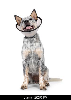Cute Cattle dog pup, sitting up facing front wearing medical cone around neck. Looking above and away from camera. Tongue out panting. Isolated on a w Stock Photo