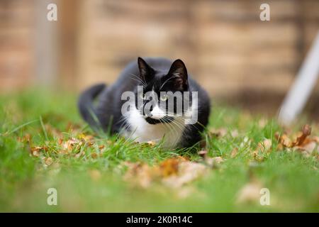 Black and white somestic shorthaired cat sitting in garden on green grass Stock Photo