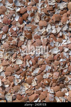 Crushed Eggshells ready to go into the compost to put on the garden after being baked in the oven. Stock Photo