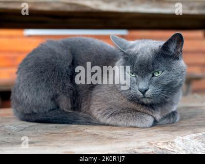 Cat of Russian blue breed is resting. Blue-gray cat with light green narrowed eyes, selective focus Stock Photo