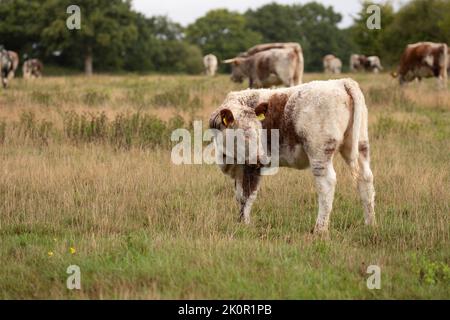 Longhorn adult cow and calf at Knepp Wilding Project Estate Stock Photo