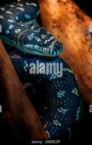 Diamond Carpet Python (Morelia spilota spilota) resting in amongst logs. Queensland Australia Stock Photo