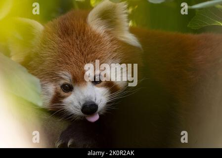 red panda (Ailurus fulgens), or lesser panda Stock Photo