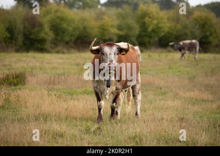 Longhorn adult cow and calf at Knepp Wilding Project Estate Stock Photo