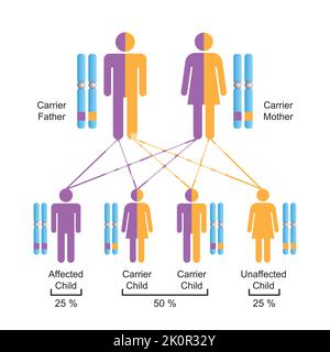 Scientific Designing of X-Linked Recessive Inheritance. Colorful ...