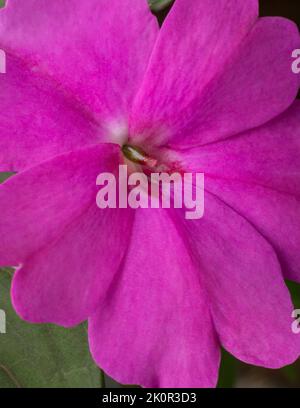close-up of new guinea impatiens or impatiens hawkeri flower, pink blossom background abstract or wallpaper, macro Stock Photo