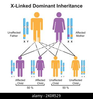 Scientific Designing of X-Linked Dominant Inheritance. Colorful Symbols ...