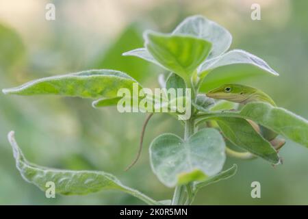 Anolis carolinensis lizard holding on to a leaf on a sunny summer day. Stock Photo