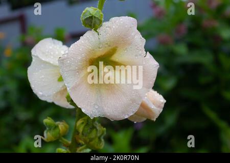 Musk mallow flower with raindrops, blooming tender white branch of Malva moschata flower. Garden mallow moshata with white petals. Nobody Stock Photo