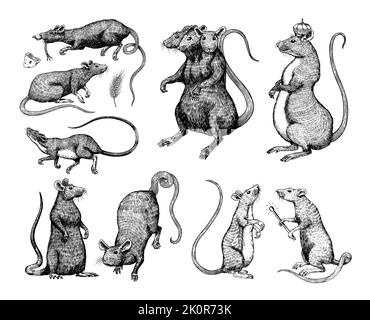 Rat king or mouse. Graphic wild animal. Hand drawn vintage sketch. Engraved grunge elements. Stock Vector