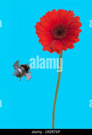 Fantasy image of a handmade silver bee in a macro world of flowers. Stock Photo