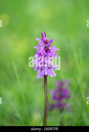 Broad Leaved Marsh Orchid: Dactylorhiza majalis. Swiss Alps. Stock Photo