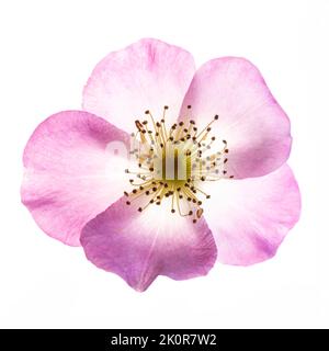 Rose on white background Stock Photo