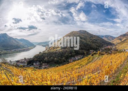 Colorful vineyards in Wachau valley against Spitz village with Danube river in Austria, UNESCO Stock Photo