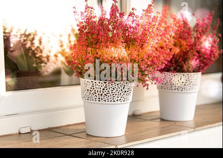 Pink heather in white flower pots on the window sill on the balcony with autumn sunset colors Stock Photo
