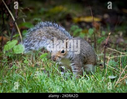 A cute Grey Squirrel, (Sciurus carolinensis), foraging amongst grass Stock Photo
