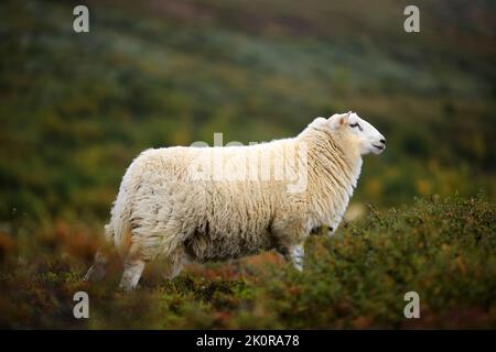 Norwegian white sheep in the mountains in the autumn Stock Photo