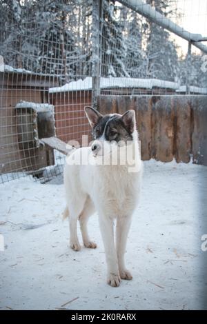 Puppy of Siberian Husky, Canis lupus familiaris, smiles gently at tourists and gently explores their feelings. Breeding shelter near Rovaniemi, Laplan Stock Photo