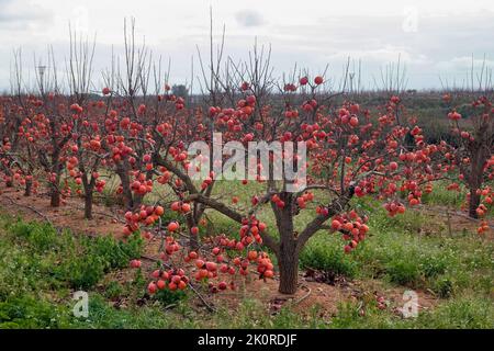 Persimmon crop field in winter, which has not been harvested on time. The trees have the harvest but without leaves Stock Photo