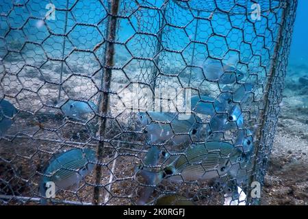 2,630 Underwater Fish Trap Images, Stock Photos, 3D objects