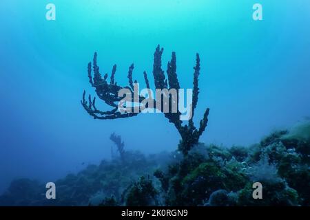 Gorgonian sea coral (Paramuricea clavata) Red gorgonian soft coral Stock Photo