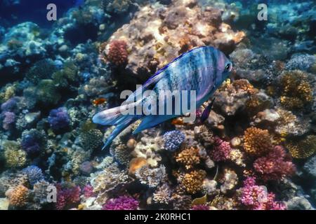 Scissortail sergeant fish (Abudefduf sexfasciatus) striptailed damselfish underwater, Tropical waters, Marine life Stock Photo