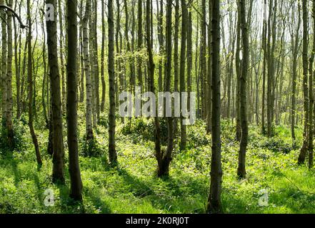 Alder tree carr with green forest floor.. Alnus glutinosa copse in Spring. Tall thin spindly trees in a calm and tranquil setting. Stock Photo