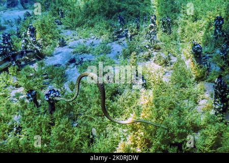 Dice Snake (Natrix tessellata) swimming in the clear water, Underwater Wildlife Stock Photo