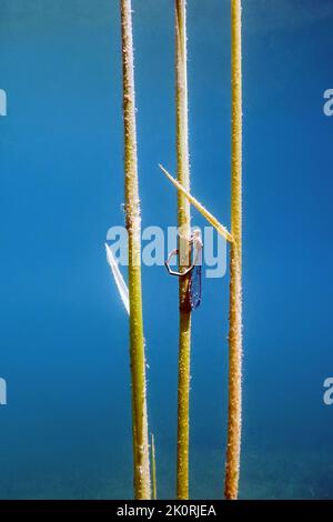 Dragonfly laying eggs on a branch underwater, Dragonfly reproduction Stock Photo