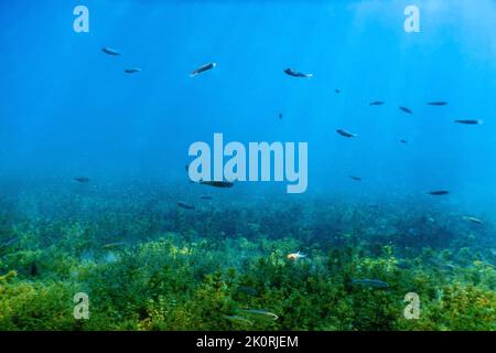 Freshwater fish swimming in the clear water, Underwater Wildlife, rivers and lakes Stock Photo