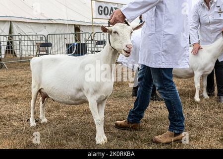 British Saanen goat, competition,  Dorset County Show 2022, Dorset, UK Stock Photo