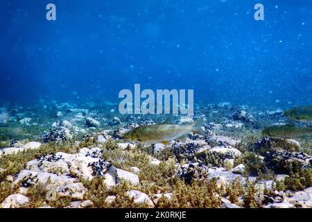 Roach fish in natural habitat, Freshwater fish underwater Stock Photo