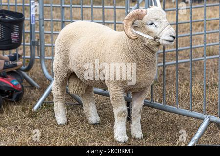 Dorset Horn sheep, competition, Dorset County Show 2022, Dorset, UK Stock Photo