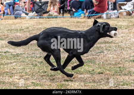 Black Labrador Retriever, retrieving dummy,  Gundog exhibition, Dorset County Show 2022, Dorset, UK Stock Photo