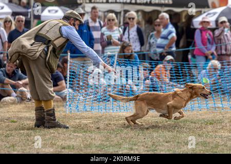 Golden Labrador Retriever running to dummy, Gundog exhibition, Dorset County Show 2022, Dorset, UK Stock Photo
