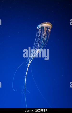 Fluorescent jellyfish swimming underwater aquarium pool. The Northern sea nettle brown jellyfish chrysaora melanaster in blue water, ocean. Theriology