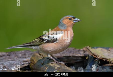 Male Chaffinch (Fringilla coelebs) stands on a branch near a water pond in spring Stock Photo