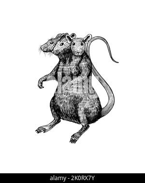 Rat king or mouse. Graphic wild animal. Hand drawn vintage sketch. Engraved grunge elements. Stock Vector