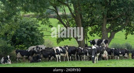 herd of dairy cows Stock Photo