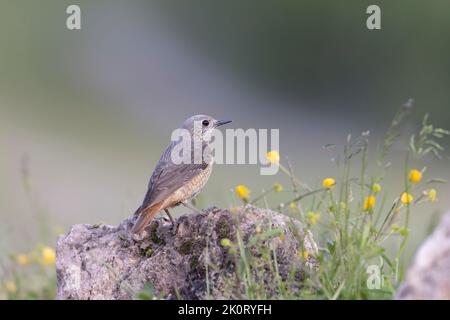 The common rock thrush (Monticola saxatilis) Stock Photo