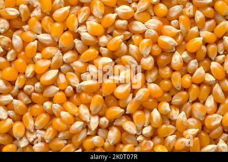 Pile of Yellow Popcorn Seed Background Close Up. Stock Photo