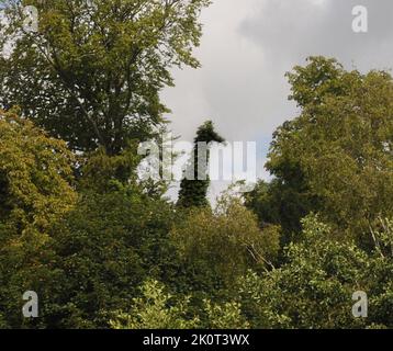 M Visitors to a wildfowl park have been shocked to discover a giraffe looming over them - until a closer examination reveals an ivy-clad yew tree with an uncanny resemblence to the giant animal.   The tree, long dead, forms part of the scenery at the Wildfowl and Wetlands Trust at Arundel, West Sussex and has had bird-watchers reaching for their binoculars in disbelief at the strange shape.   Ends pic mike walker, Mike Walker Pictures,2014 Stock Photo