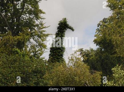 Visitors to a wildfowl park have been shocked to discover a giraffe looming over them - until a closer examination reveals an ivy-clad yew tree with an uncanny resemblence to the giant animal.   The tree, long dead, forms part of the scenery at the Wildfowl and Wetlands Trust at Arundel, West Sussex and has had bird-watchers reaching for their binoculars in disbelief at the strange shape.   One twitcher, Larry Holdsworth of Brighton said:'' I come to the wetlands to see the ducks and other birds like kingfishers on the River Arun, but for a split-second I thought it had turned into a zoo. I co Stock Photo