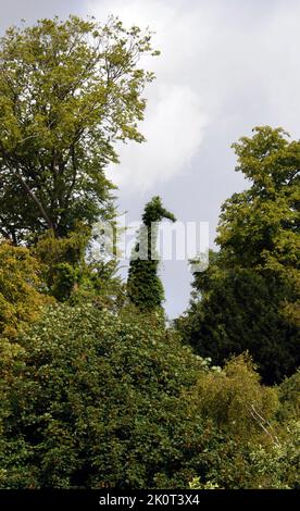 Visitors to a wildfowl park have been shocked to discover a giraffe looming over them - until a closer examination reveals an ivy-clad yew tree with an uncanny resemblence to the giant animal.   The tree, long dead, forms part of the scenery at the Wildfowl and Wetlands Trust at Arundel, West Sussex and has had bird-watchers reaching for their binoculars in disbelief at the strange shape.   Ends pic mike walker, Mike Walker Pictures,2014 Stock Photo