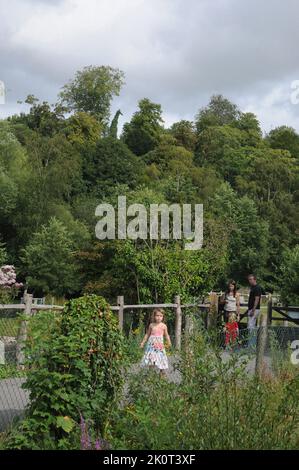 Visitors to a wildfowl park have been shocked to discover a giraffe looming over them - until a closer examination reveals an ivy-clad yew tree with an uncanny resemblence to the giant animal.   The tree, long dead, forms part of the scenery at the Wildfowl and Wetlands Trust at Arundel, West Sussex and has had bird-watchers reaching for their binoculars in disbelief at the strange shape.   Ends pic mike walker, Mike Walker Pictures,2014 Stock Photo