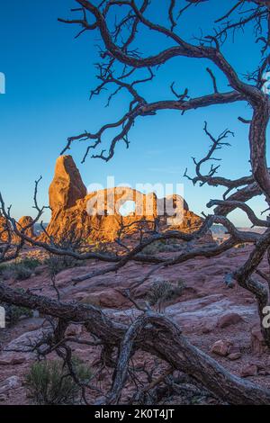 A dead pinyon pine tree in front of Turret Arch at sunrise in the Windows Section of Arches National Park, Moab, Utah. Stock Photo