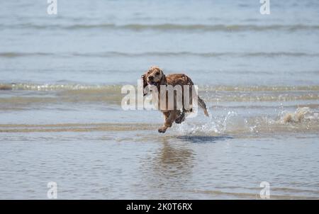 Golden cocker spaniel dog running through sea water at low tide Stock Photo