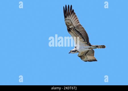 Western osprey (Pandion haliaetus) in flight soaring against blue sky Stock Photo