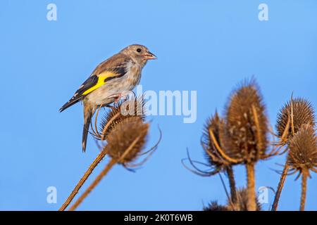European goldfinch (Carduelis carduelis) juvenile eating seeds from wild teasel in late summer / early autumn Stock Photo